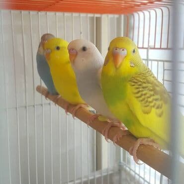 2 aylıq, tam sağlam, bala quşlardır. Ələ öyrətməyin və danışdırmağın lalafo.az -da 2 aylıq, tam sağlam, bala quşlardır. Ələ öyrətməyin və danışdırmağın