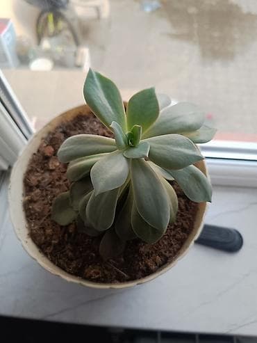 Sukkulent (Echeveria tipli) otaq bitkisi - Dekorativ, rozet formalı lalafo.az -da Sukkulent (Echeveria tipli) otaq bitkisi - Dekorativ, rozet formalı