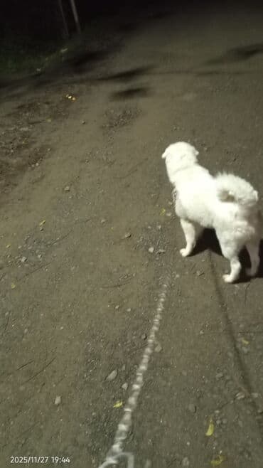 7 ay, Erkek, Ünvandan götürmə lalafo.az -da 7 ay, Erkek, Ünvandan götürmə