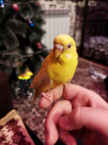 Təcili satılır əl quşlsridi cüt kim istəsə yazsin lalafo.az -da Təcili satılır əl quşlsridi cüt kim istəsə yazsin