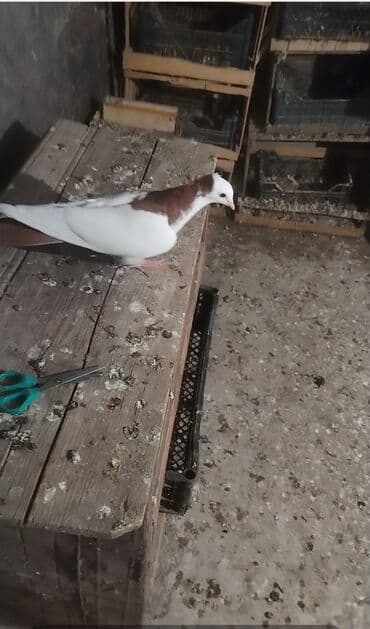 Çutu 70 manat cavan heyvanlardi kankiret adamlar yiğsin usaglar ne lalafo.az -da Çutu 70 manat cavan heyvanlardi kankiret adamlar yiğsin usaglar ne