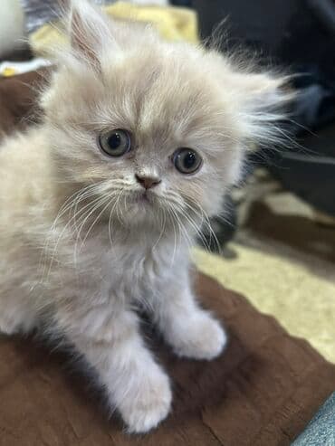 Fars, Erkək lalafo.az -da Fars, Erkək