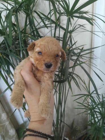 Pudel, 1 ay, Erkek lalafo.az -da Pudel, 1 ay, Erkek