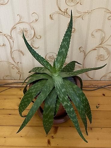 Aloe (aloe vera tipli) saksı bitkisi - Bitki: Tikanlı kənarlı lalafo.az -da Aloe (aloe vera tipli) saksı bitkisi - Bitki: Tikanlı kənarlı