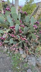 Удобрения: Tikanlı kaktus toxumları Kaktus (Hindistan düyü) 1 toxum-0,50 qəpik at lalafo.az — 6 Удобрения: Tikanlı kaktus toxumları Kaktus (Hindistan düyü) 1 toxum-0,50 qəpik — 6