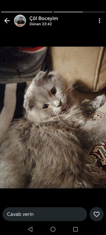 Şotland yastı qulaq, Erkək, Yaxşı əllərə, Ünvandan götürmə lalafo.az -da Şotland yastı qulaq, Erkək, Yaxşı əllərə, Ünvandan götürmə