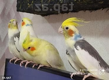 Salam bayram endirimlərindən istifadə edə bilərsiniz lalafo.az -da Salam bayram endirimlərindən istifadə edə bilərsiniz