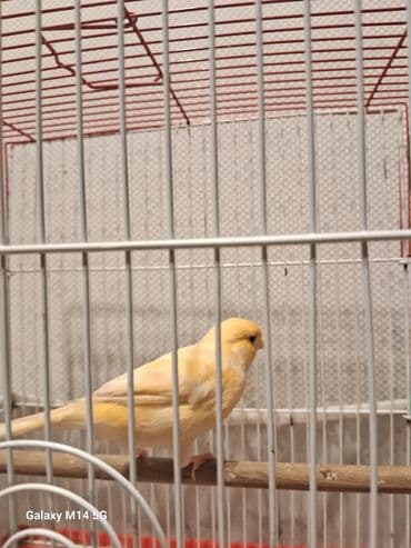 Erkək və mayalar satılır hazır quşlar hər qiymətə var lalafo.az -da Erkək və mayalar satılır hazır quşlar hər qiymətə var