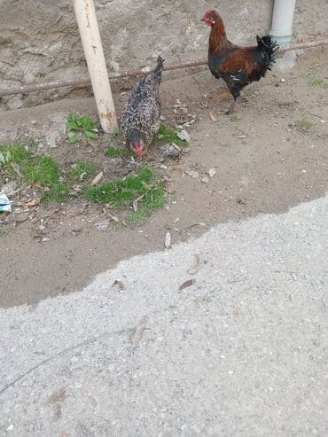 Bravma xoruz 5ayliq xarkov toyugu yumurtayan.cavan toyuqdu BARTER VAR lalafo.az -da Bravma xoruz 5ayliq xarkov toyugu yumurtayan.cavan toyuqdu BARTER VAR