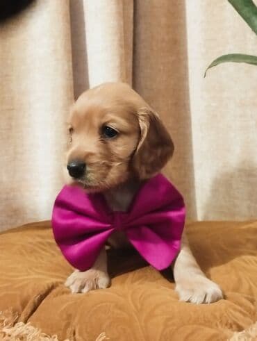 Koker spaniyel, 1 ay, Erkek, Sənədli, Pulsuz çatdırılma, Ünvandan götürmə, Ödənişli çatdırılma lalafo.az -da Koker spaniyel, 1 ay, Erkek, Sənədli, Pulsuz çatdırılma, Ünvandan götürmə, Ödənişli çatdırılma