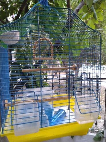 TECLI elaqe ucun zeng vurun mesajlara bos vaxtim olanda lalafo.az -da TECLI elaqe ucun zeng vurun mesajlara bos vaxtim olanda