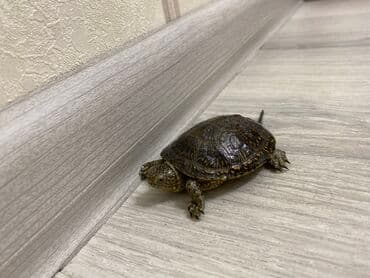 1ədəd su tısbağası öz qabı və dekor daşları ilə birgə lalafo.az -da 1ədəd su tısbağası öz qabı və dekor daşları ilə birgə