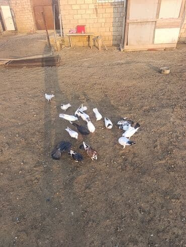 Məhlə şəraitində saxlanılan müxtəlif rəng və naxışlarda ev lalafo.az -da Məhlə şəraitində saxlanılan müxtəlif rəng və naxışlarda ev