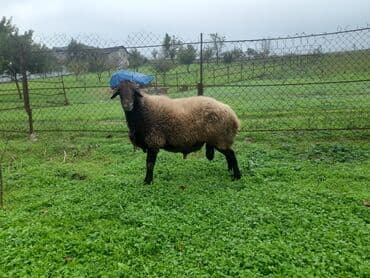 Qızılqulaq damazlıq qoc satilir. Qan deyismeye gore satıram. ƏLAQƏ;077 lalafo.az -da Qızılqulaq damazlıq qoc satilir. Qan deyismeye gore satıram. ƏLAQƏ;077