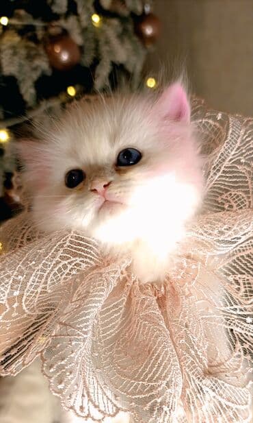 3 dişi öz pişiyimin balasıdır makler deiləm lalafo.az -da 3 dişi öz pişiyimin balasıdır makler deiləm