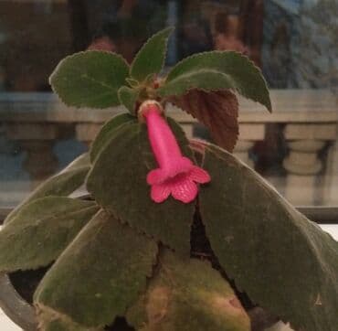 Kohleriya 8 AZN satilir lalafo.az -da Kohleriya 8 AZN satilir