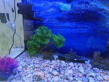 BYD: Tamalı dekorativ akvarium dəsti - Ölçü: 90sm uzunu hundurluyu 50sm at lalafo.az — 3 BYD: Tamalı dekorativ akvarium dəsti - Ölçü: 90sm uzunu hundurluyu 50sm — 3