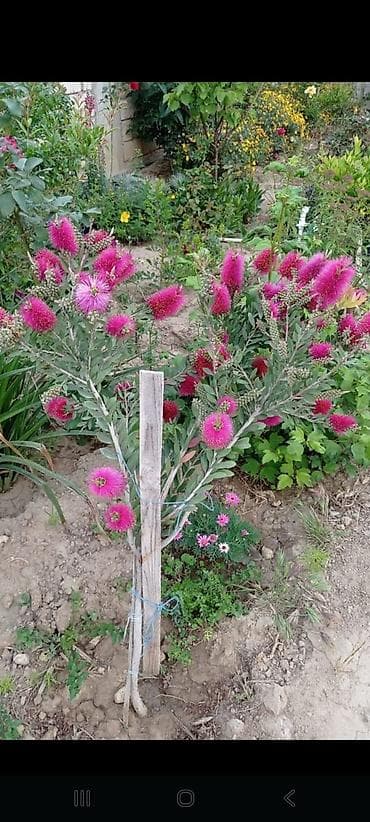 Bitki: Callistemon (Şüşətəmizləyən/Butulka fırçası) Rəng: Parlaq at lalafo.az Bitki: Callistemon (Şüşətəmizləyən/Butulka fırçası) Rəng: Parlaq
