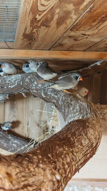 Zebra ispinozları Amadin (Taeniopygia guttata) – müxtəlif rəng lalafo.az -da Zebra ispinozları Amadin (Taeniopygia guttata) – müxtəlif rəng