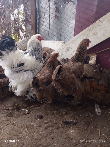 Toyuq, Brama, Damazlıq lalafo.az -da Toyuq, Brama, Damazlıq