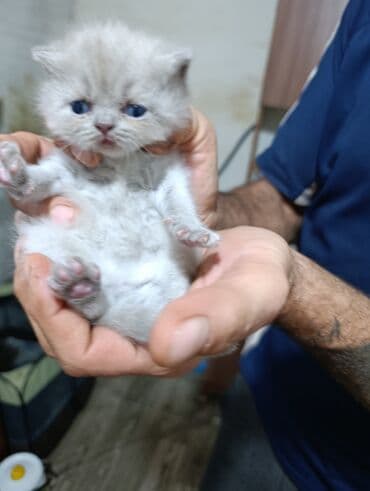 Britan lalafo.az -da Britan