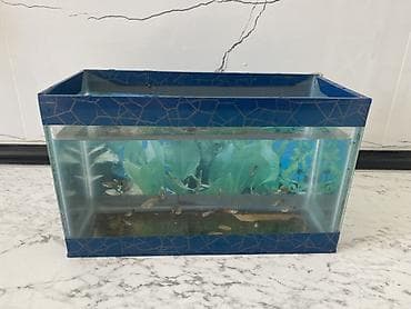 Dördbucaq akvarium, Balıqlarla birlikdə, 6 l, Ünvandan götürmə lalafo.az -da Dördbucaq akvarium, Balıqlarla birlikdə, 6 l, Ünvandan götürmə