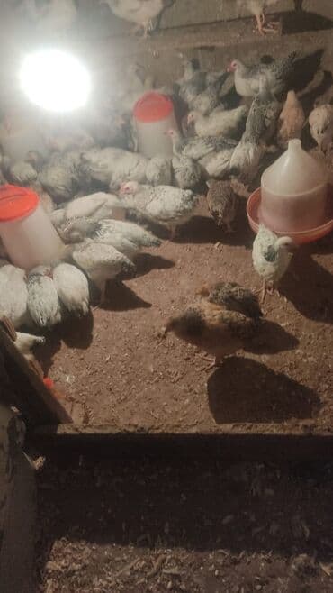 Toyuq cücələri, Damazlıq lalafo.az -da Toyuq cücələri, Damazlıq