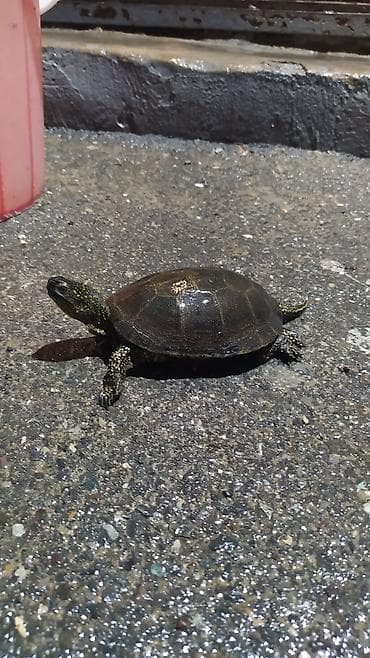 Tısbağa 🐢🐢🐢🐢🐢 ünvan, Bakı şəhəri, Nizami metrosu yaxınlığında at lalafo.az Tısbağa 🐢🐢🐢🐢🐢 ünvan, Bakı şəhəri, Nizami metrosu yaxınlığında