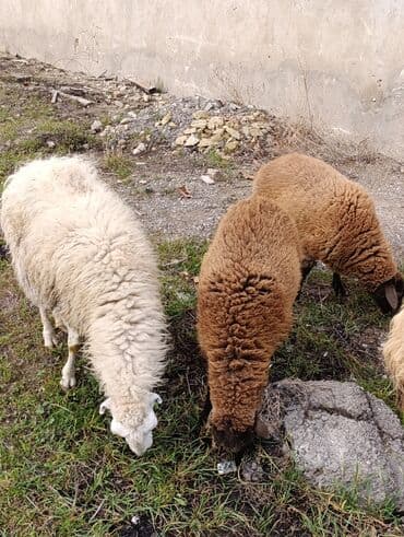 Ekiz balali qoyun bir dişi bir Erkey bala qoyun yaşlıdi amma yaxşı lalafo.az -da Ekiz balali qoyun bir dişi bir Erkey bala qoyun yaşlıdi amma yaxşı