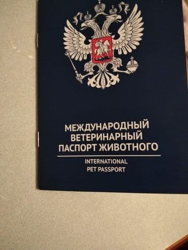3 ay, Erkek, Peyvəndli, Ünvandan götürmə lalafo.az -da 3 ay, Erkek, Peyvəndli, Ünvandan götürmə