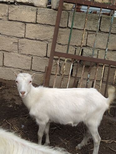 Dişi, il: 1, Damazlıq, Ünvandan götürmə lalafo.az -da Dişi, il: 1, Damazlıq, Ünvandan götürmə