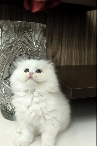 Şinşilla, Dişi lalafo.az -da Şinşilla, Dişi