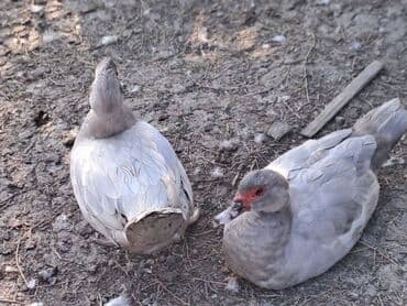Варенье: Lal ördəklər satılır qiymət saya və cinsinə görə dəyişir at lalafo.az — 11 Варенье: Lal ördəklər satılır qiymət saya və cinsinə görə dəyişir — 11