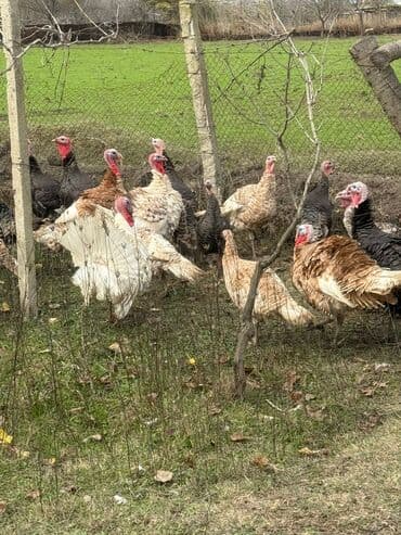 Dişi, Damazlıq, Ünvandan götürmə lalafo.az -da Dişi, Damazlıq, Ünvandan götürmə