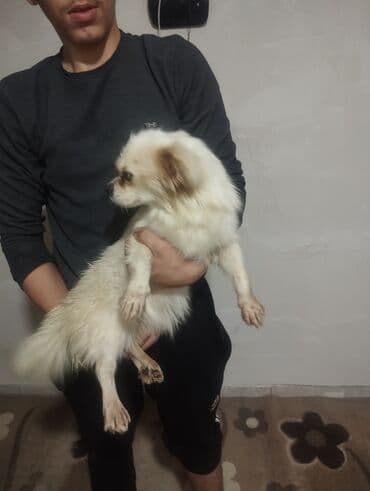 Pekines lalafo.az -da Pekines