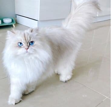 Fars lalafo.az -da Fars