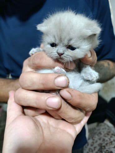 Britan lalafo.az -da Britan