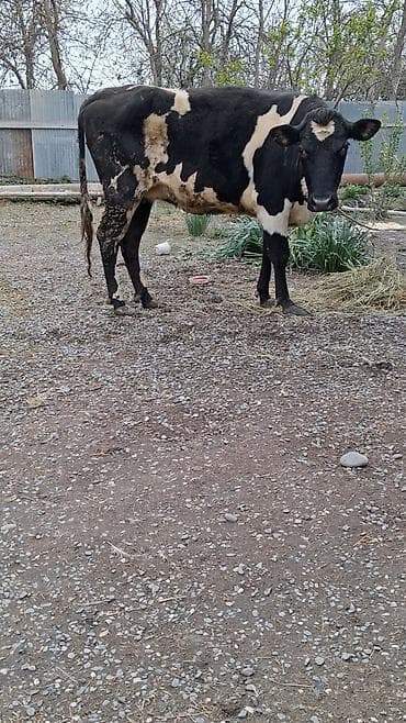 Dişi, Simental, il: 5, Südlük, Ünvandan götürmə lalafo.az -da Dişi, Simental, il: 5, Südlük, Ünvandan götürmə