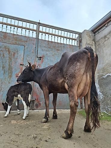 16 litir süd verir 4 qarına doğub 20 gündü doğub balası dişdi lalafo.az -da 16 litir süd verir 4 qarına doğub 20 gündü doğub balası dişdi