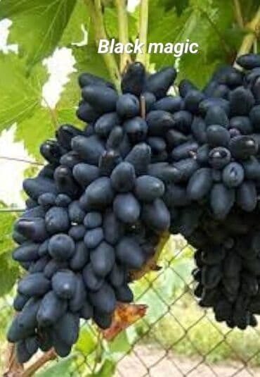 Ləpələr: Üzüm tingləri və süfrə-sortları - Avatar (şirin barmaqvari qara lalafo.az -da — 5 Ləpələr: Üzüm tingləri və süfrə-sortları - Avatar (şirin barmaqvari qara — 5