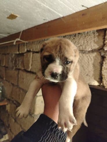 Qurdbasar, Dişi, Pulsuz çatdırılma lalafo.az -da Qurdbasar, Dişi, Pulsuz çatdırılma