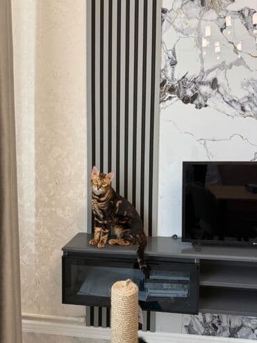 Benqal, Erkək lalafo.az -da Benqal, Erkək