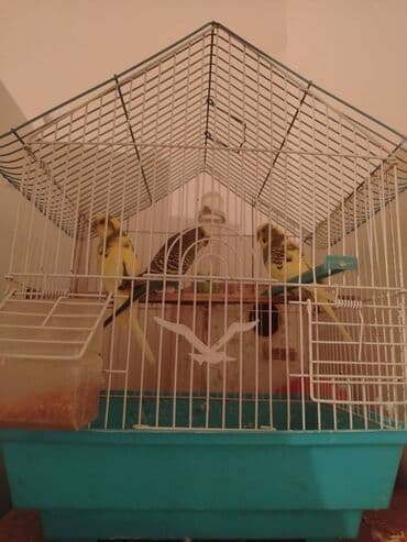 3 denedi 2 disi 1 erkek qefele birge su qabi yemek qabi bidenede bala lalafo.az -da 3 denedi 2 disi 1 erkek qefele birge su qabi yemek qabi bidenede bala