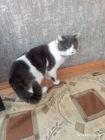 Şotland, Erkək, Yaxşı əllərə, Ünvandan götürmə lalafo.az -da Şotland, Erkək, Yaxşı əllərə, Ünvandan götürmə