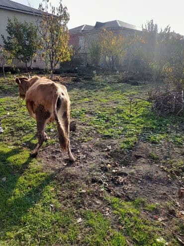 Salam fevral ayında doğlamlıdı xəsdə heyvan deyil tam sağlamdı lalafo.az -da Salam fevral ayında doğlamlıdı xəsdə heyvan deyil tam sağlamdı
