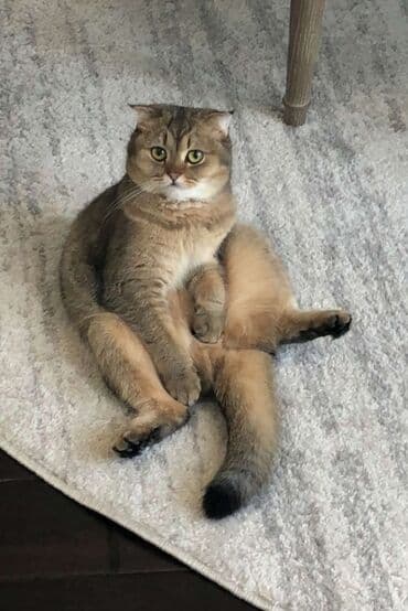 Şotland yastı qulaq, Erkək, Dişi, Yaxşı əllərə, Ödənişli çatdırılma lalafo.az -da Şotland yastı qulaq, Erkək, Dişi, Yaxşı əllərə, Ödənişli çatdırılma