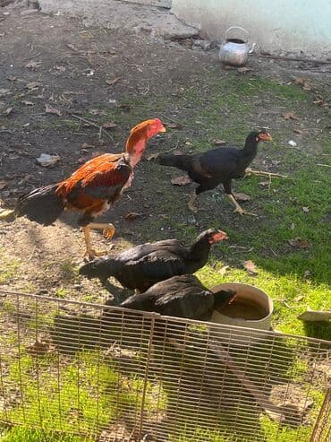 Toyuq, Damazlıq lalafo.az -da Toyuq, Damazlıq