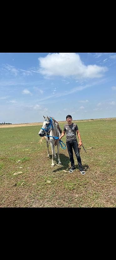 Satıram və erkək atla barter var qiyməti 1350 50 dən yuxarı yorga lalafo.az -da Satıram və erkək atla barter var qiyməti 1350 50 dən yuxarı yorga