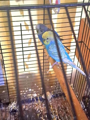 Məhsul: Dalğıc tutuquşuları (budaq perchli cüt) Təsvir: - Növ lalafo.az -da Məhsul: Dalğıc tutuquşuları (budaq perchli cüt) Təsvir: - Növ