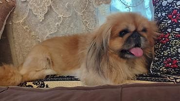 Pekines lalafo.az -da Pekines